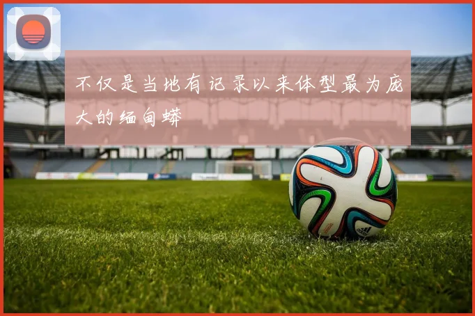 不仅是当地有记录以来体型最为庞大的缅甸蟒